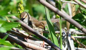One of the special birds we often encounter on our birding mornings is the Karoo Prinia