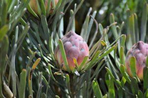 Linear Leaf Conebush