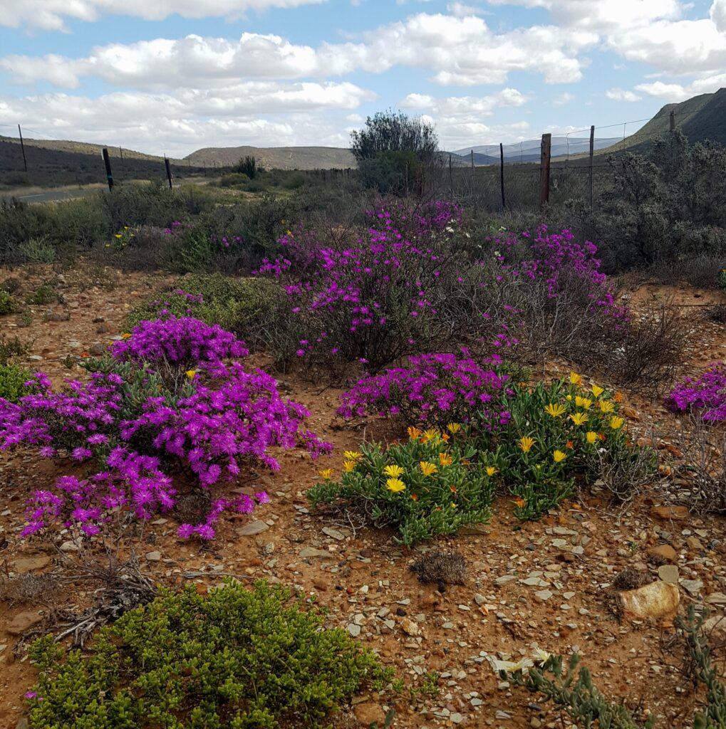 The beauty of the Klein Karoo in winter