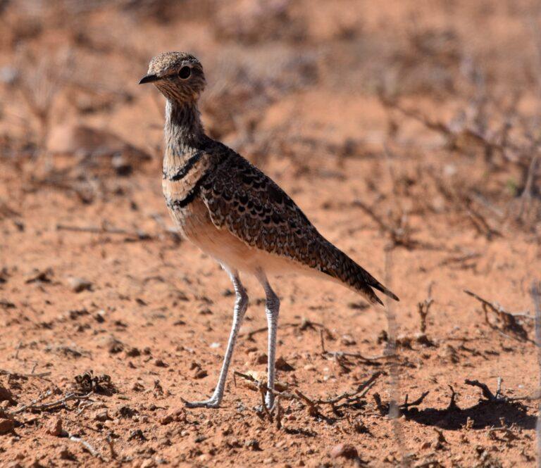 Double-banded Courser