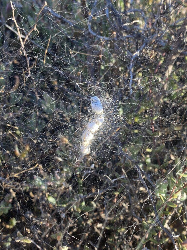 Somebodies nests