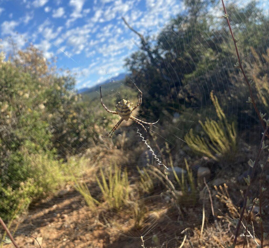 A favourite to photograph. Orb Spider