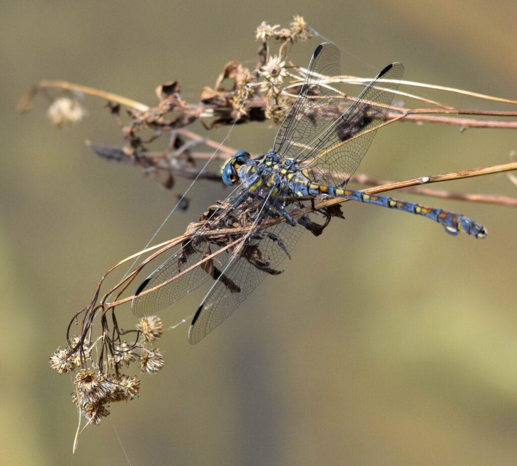 Dragonfly discovery