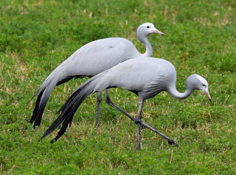 South Africa's National Bird - The Blue Crane