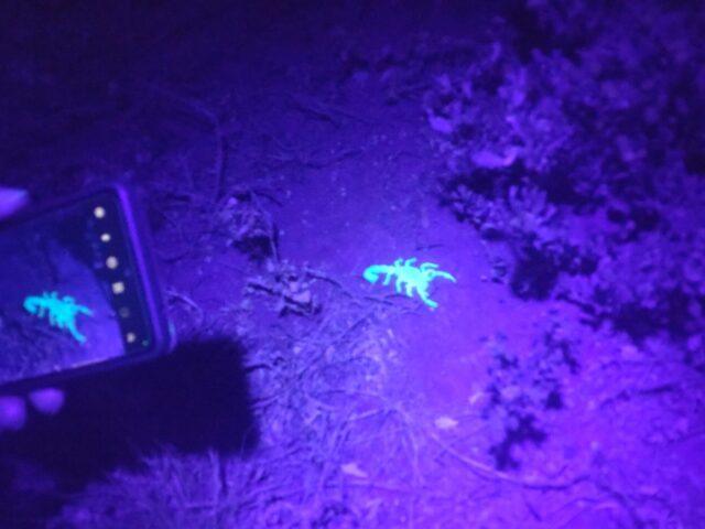 Your Night Time Adventure