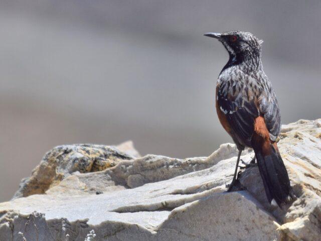 A Day of Magnificent Birding in the Swartberg Pass