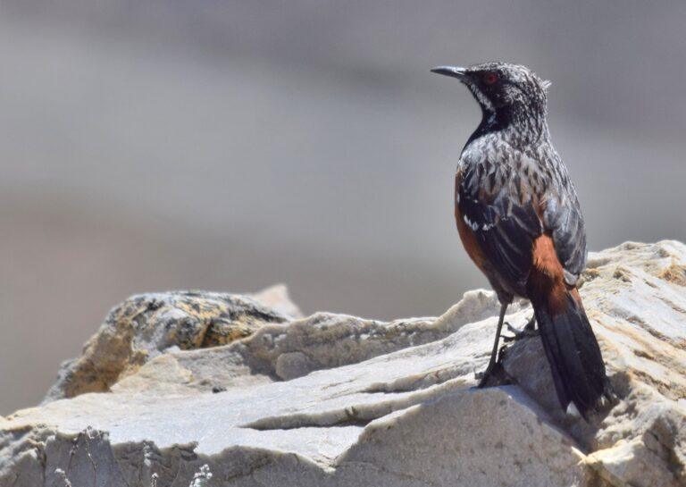Cape Rockjumper