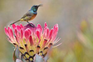 Orange-Breasted Sunbird - An endemic bird found on the Swartberg Mountain