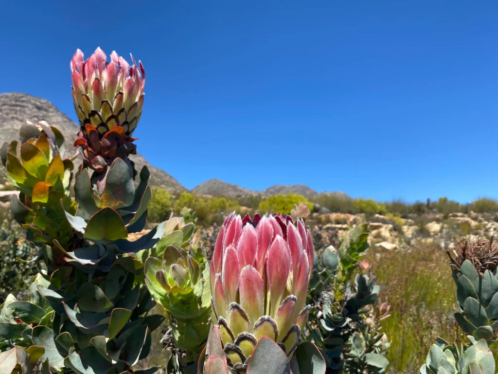 Prtoteas on the Swartberg Mountain