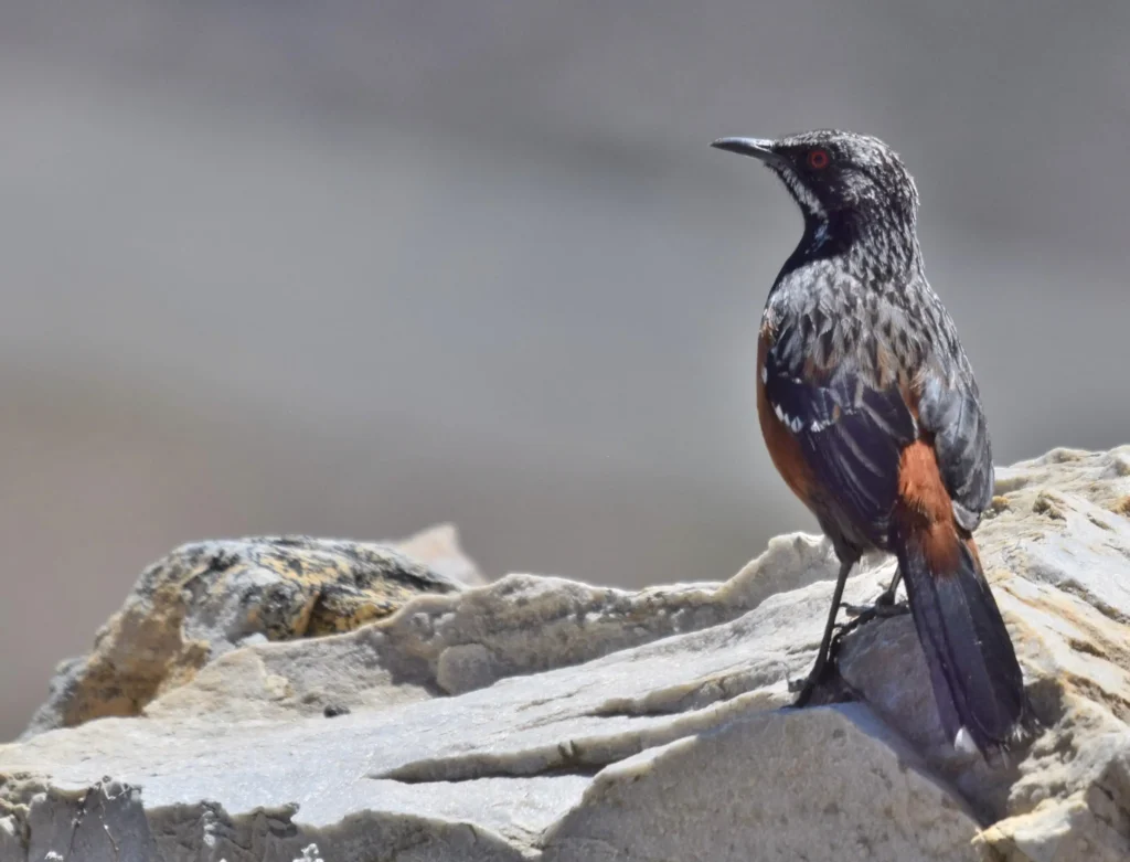 Cape Rockjumper
