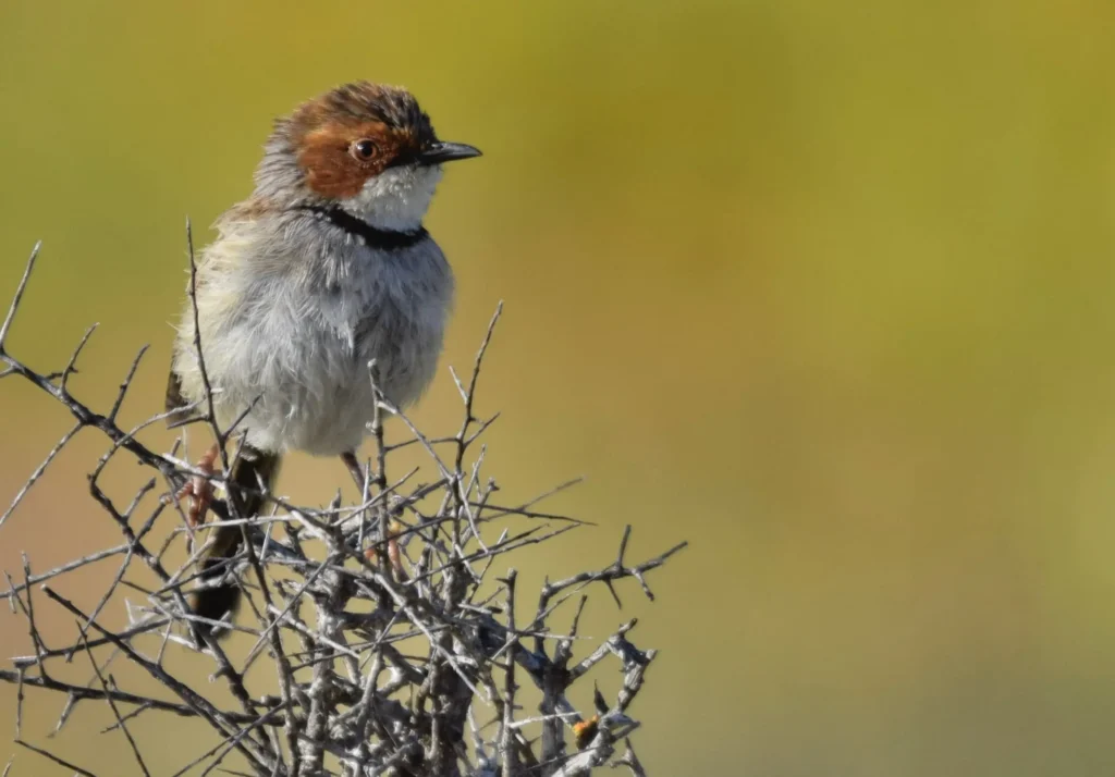 Rufous-Eared Warbler