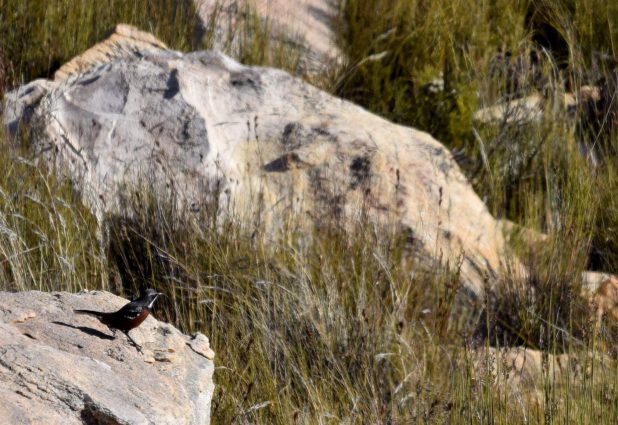 Swartberg Mountain - Cape Rockjumper