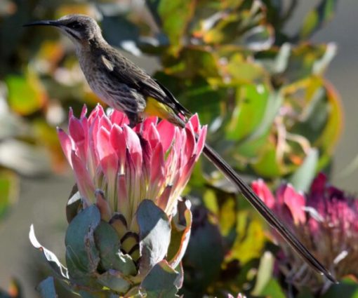 Birding - Cape Sugarbird