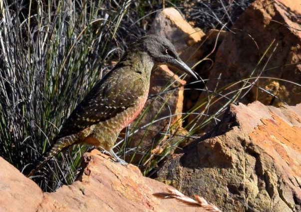 World heritage site - Ground Woodpecker