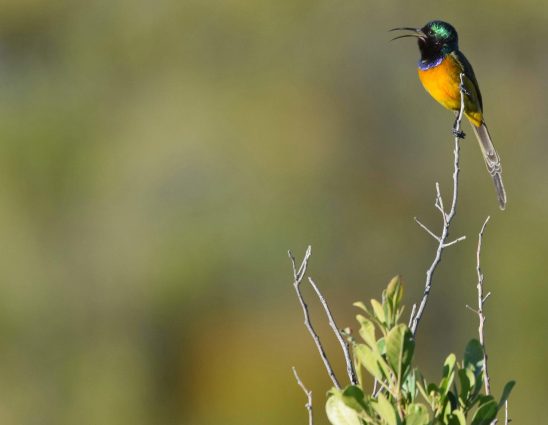 Swartberg Pass - Orange-Breasted Sunbird